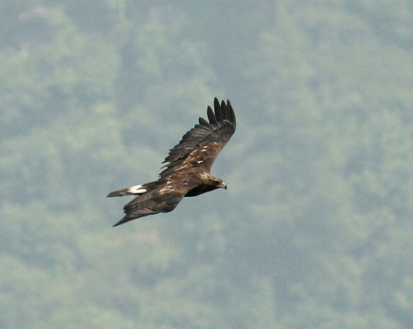 Aquila reale